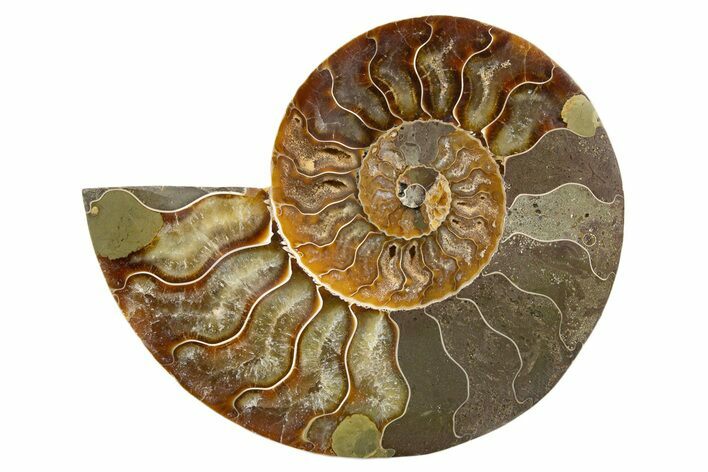 Cut & Polished Ammonite Fossil (Half) - Madagascar #345616